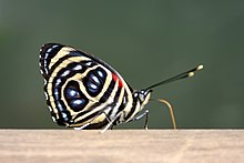 Godart's numberwing (Callicore pygas thamyras) underside.jpg