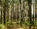 Forest. 1910