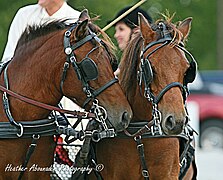 If a nice bridled headshot is needed of the breed, we can crop the full body driving picture. --Pitke at 16:47, 3 June 2021 (UTC)