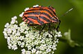 Graphosoma italicum