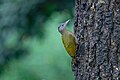 * Nomination Gray-headed Woodpecker (Picus canus) in Nepal. By User:Mildeep --Nirmal Dulal 14:28, 8 March 2024 (UTC) * Promotion  Support Good quality. --JoachimKohler-HB 17:20, 8 March 2024 (UTC)