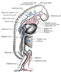 Vorschaubild für Aorta dorsalis