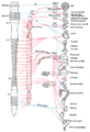 Autonomic nervous system overview.