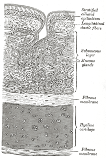 Respiratory epithelium