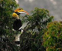 List of Indian state birds - Wikipedia