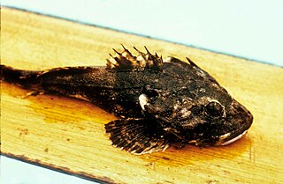 Great sculpin Species of fish