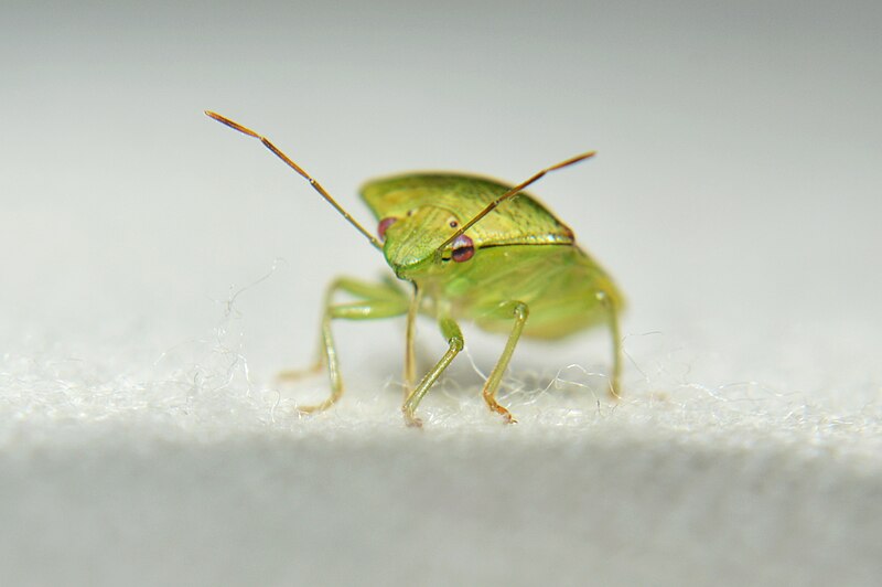 File:Green Shieldbug.jpg