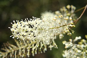 Beschreibung des Grevillea_leptopoda.jpg-Bildes.