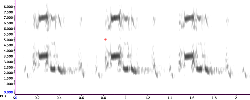 File:Grey Francolin Call 1 Sonogram.png