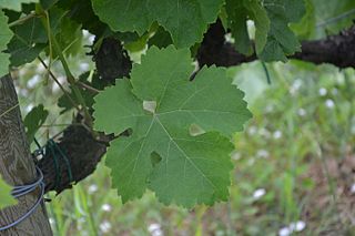 Gringet Variety of grape