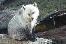 White-grey cub in Western Canada Grizzly-cub.jpg