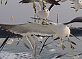 Shot of Gulls mobbing for food while photographer catches them closeup