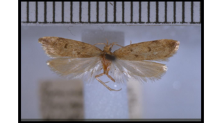 <i>Gymnobathra levigata</i> Species of moth