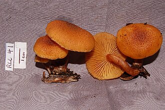 Gymnopilus lepidotus Gymnopilus lepidotus.jpg