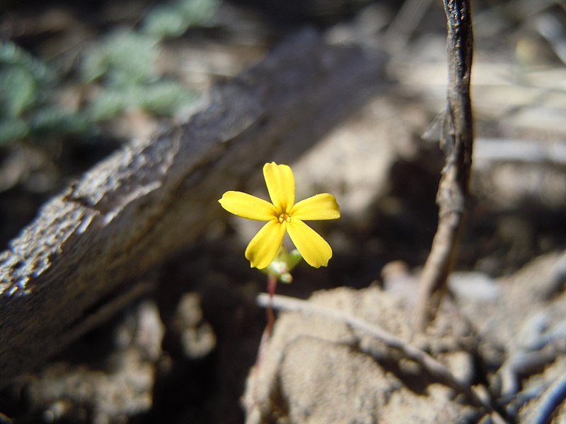 File:Gymnosteris nudicaulis (5886442117).jpg