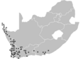 Haemanthus coccineus range map