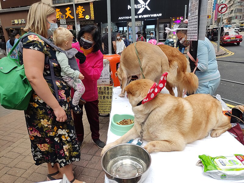 File:HK WCD Wan Chai 莊士敦道 Johnston Road 樂康社會服務聯會 Lok Hong Social Service Association January 2022 Px3 02.jpg