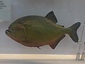 Red piranha (Pygocentrus nattereri)