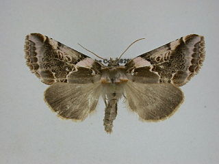 <i>Habrosyne gloriosa</i> Species of false owlet moth