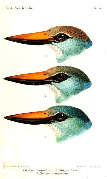 File:Halcyon2Keulemans.jpg