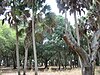 Hammock (forest) floor in Myakka State Park