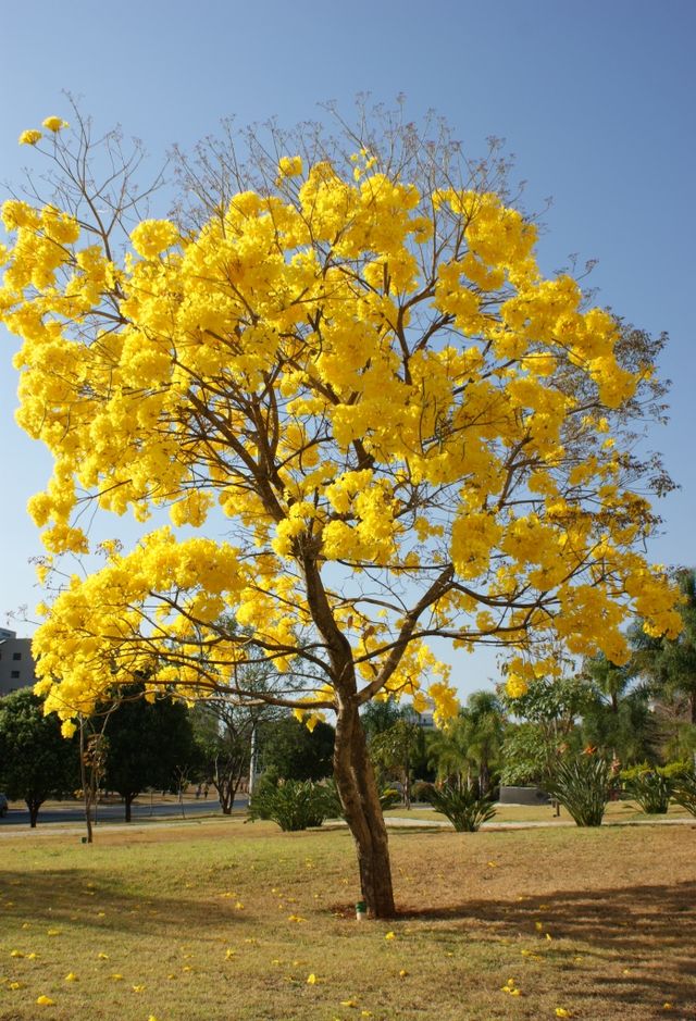 Ipê-amarelo-flor-de-algodão – Wikipédia, a enciclopédia livre