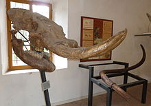 Notiomastodon skull with clearly curved tusks HaplomastodonPisa.JPG