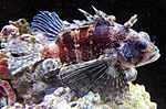 Poisson-papillon hawaïen (Dendrochirus barberi) à l'Aquarium de Waikiki.JPG