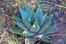 Tulista marginata in habitat. Haworthia marginata - Tulista Heidelberg RSA 1.jpg