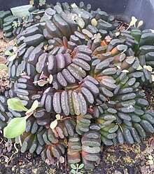 A large colony of the plants growing in cultivation Haworthia truncata - horses-teeth plant in cultivation.jpg
