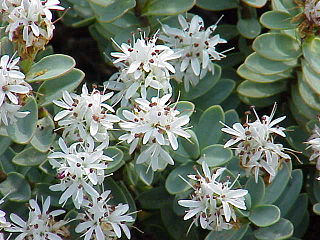 Hebe (Hebe) je rod rostlin pocházejících z Nového Zélandu, Francouzské Polynésie, Falkland, Jižní Ameriky. Rod náleží do čeledi jitrocelovité.