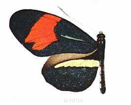 Heliconius nanna