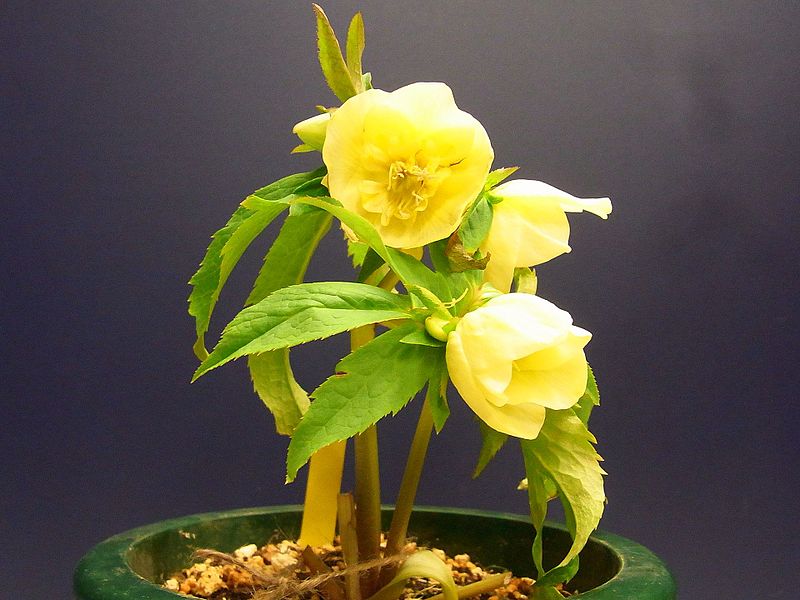 File:Helleborus-6.jpg