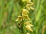 Honingorchis (Herminium monorchis)