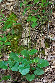 <i>Heuchera americana</i>