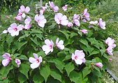 Hibiscus moscheutos, or crimsoneyed rosemallow