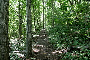 Path on the slope of the Hohenkrähen in the NSG