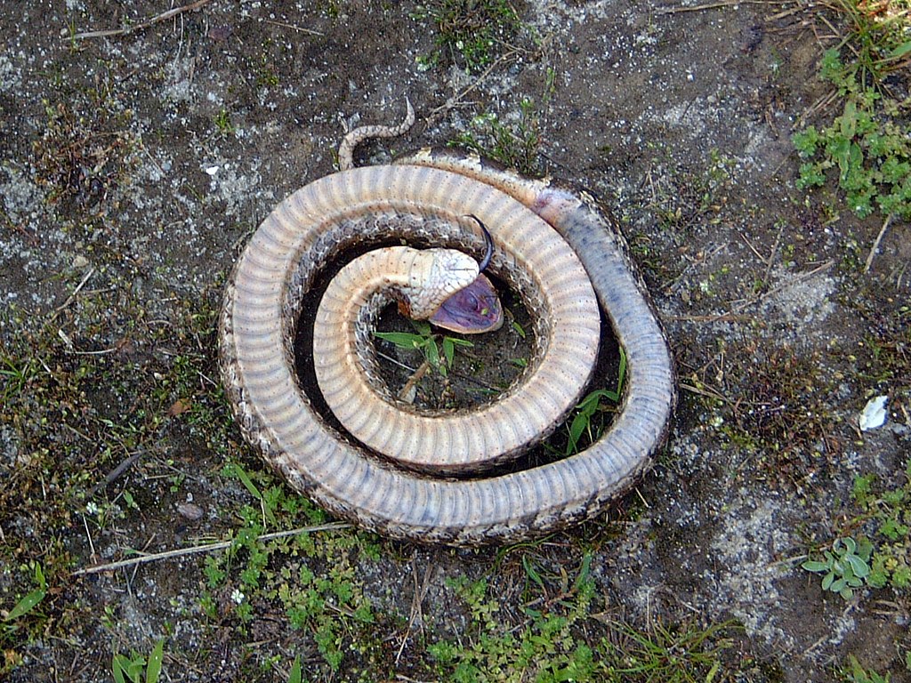 Hognose snake playing dead in a field