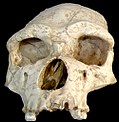 Homo Erectus: Taksonomie, Anatomie, Kultuur