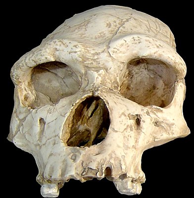 Schedel van Homo erectus