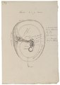 Homo sapiens - baarmoeder - 1700-1880 - Print - Iconographia Zoologica - Special Collections University of Amsterdam - UBA01 IZ19600148.tif