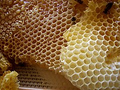 A beehive قرص عسل