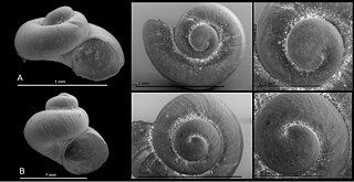 <i>Horatia</i> (gastropod) Genus of molluscs