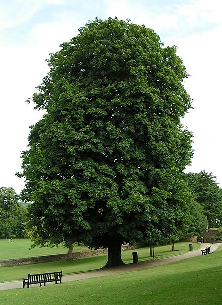 Horse-chestnut 800.jpg