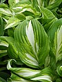 Hosta 'Undulata', Funkia 'Undulata', 2019-05-03