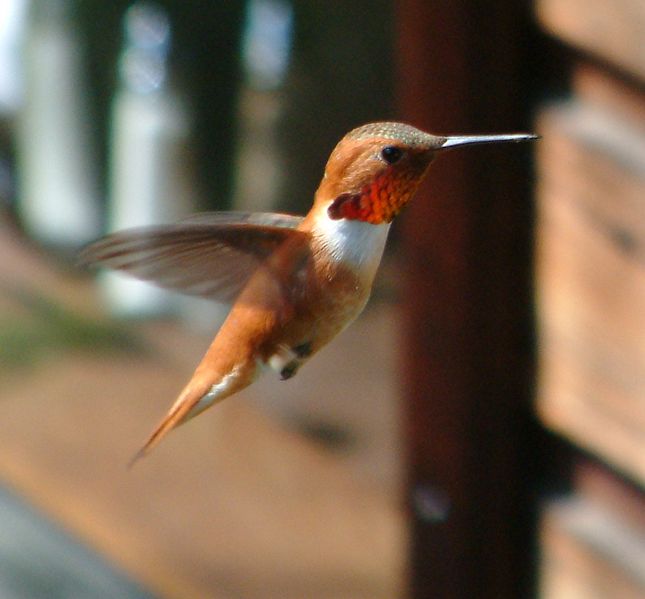 File:Hummingbird hovering in flight.jpg