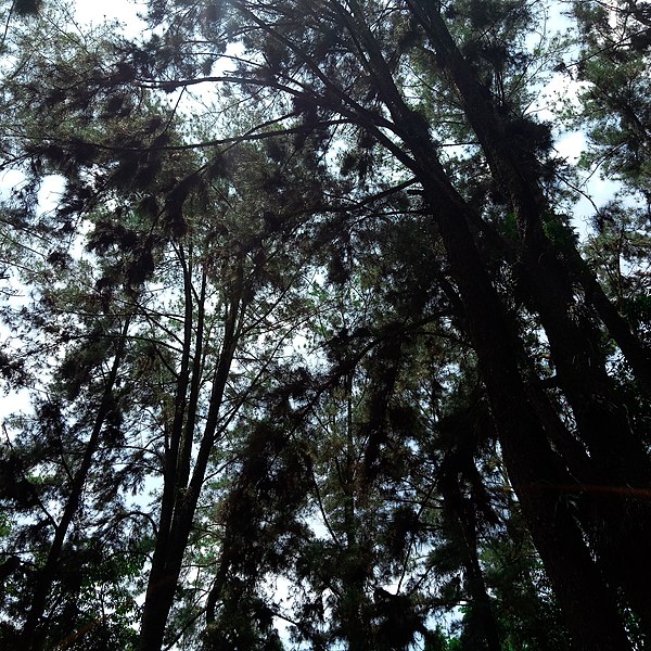 File:Hutan Pinus 1 Banjarbaru.jpg