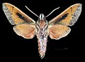 * Nomination Hawaiian sphinx - △ Ventral side - Male. By User:Archaeodontosaurus --Olivier LPB 08:43, 27 September 2018 (UTC) * Promotion  Support Good quality. --Podzemnik 09:25, 27 September 2018 (UTC)