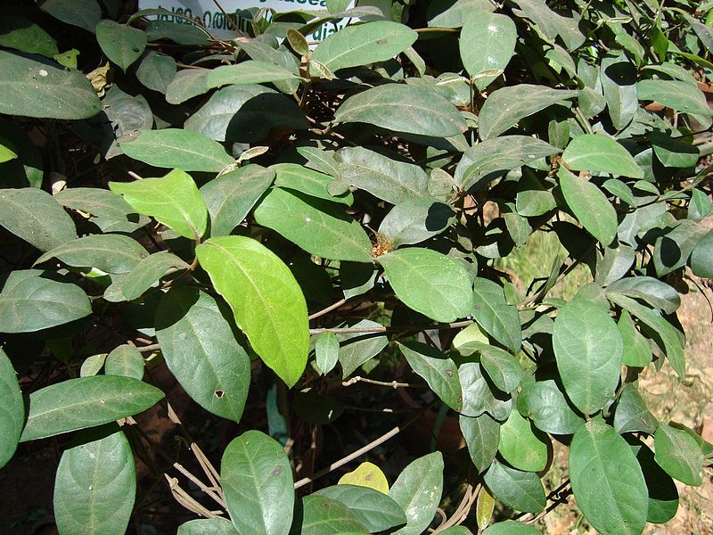 File:Ichnocarpus frutescens 12.JPG