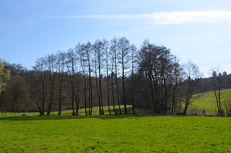 Idstein, Erlensumpf im Gerloh bei Idstein (2)